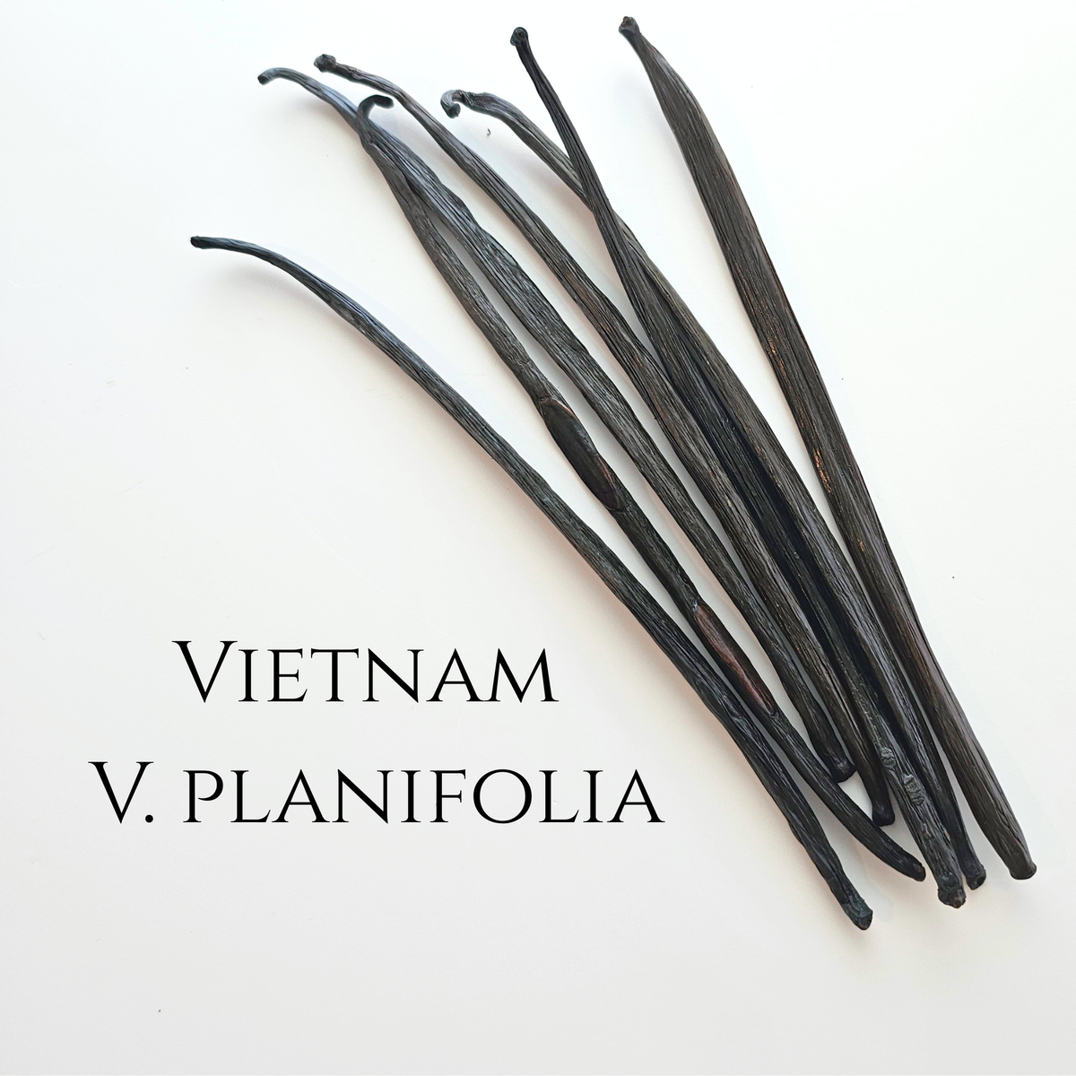 Vietnam V. planifolia Vanilla Beans