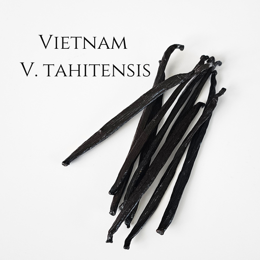 Vietnam V. tahitensis Vanilla Beans