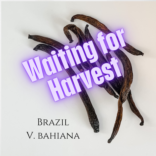 Brazil V. bahiana Vanilla Beans