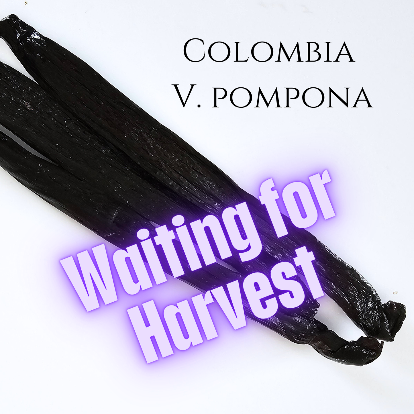 Colombia V. pompona Vanilla Beans