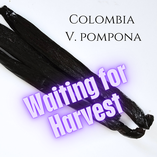 Colombia V. pompona Vanilla Beans