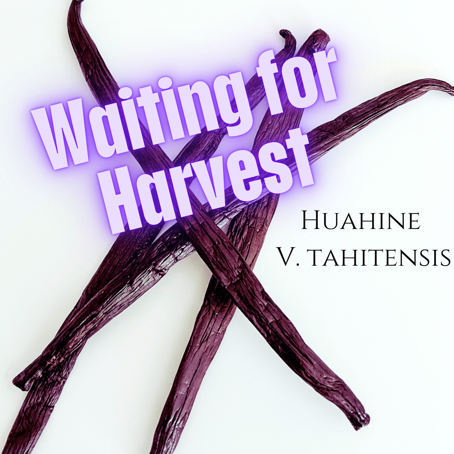 Huahine V. tahitensis Vanilla Beans