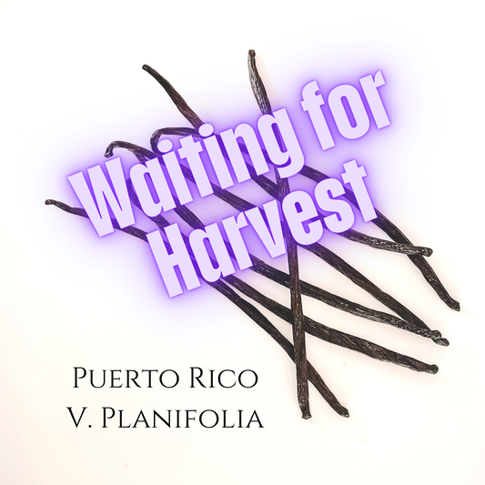 Puerto Rico V. Planifolia Vanilla Beans