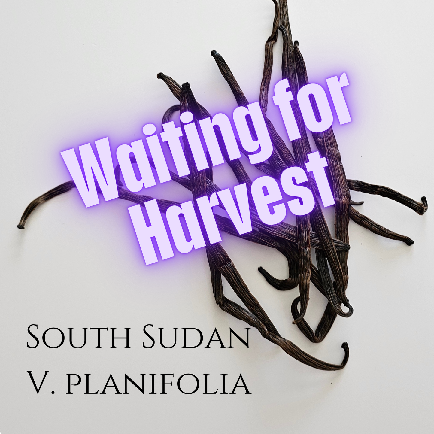 South Sudan V. planifolia