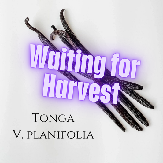 Tonga V. planifolia Vanilla Beans