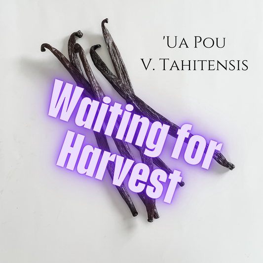 'Ua Pou, V. tahitensis Vanilla Beans