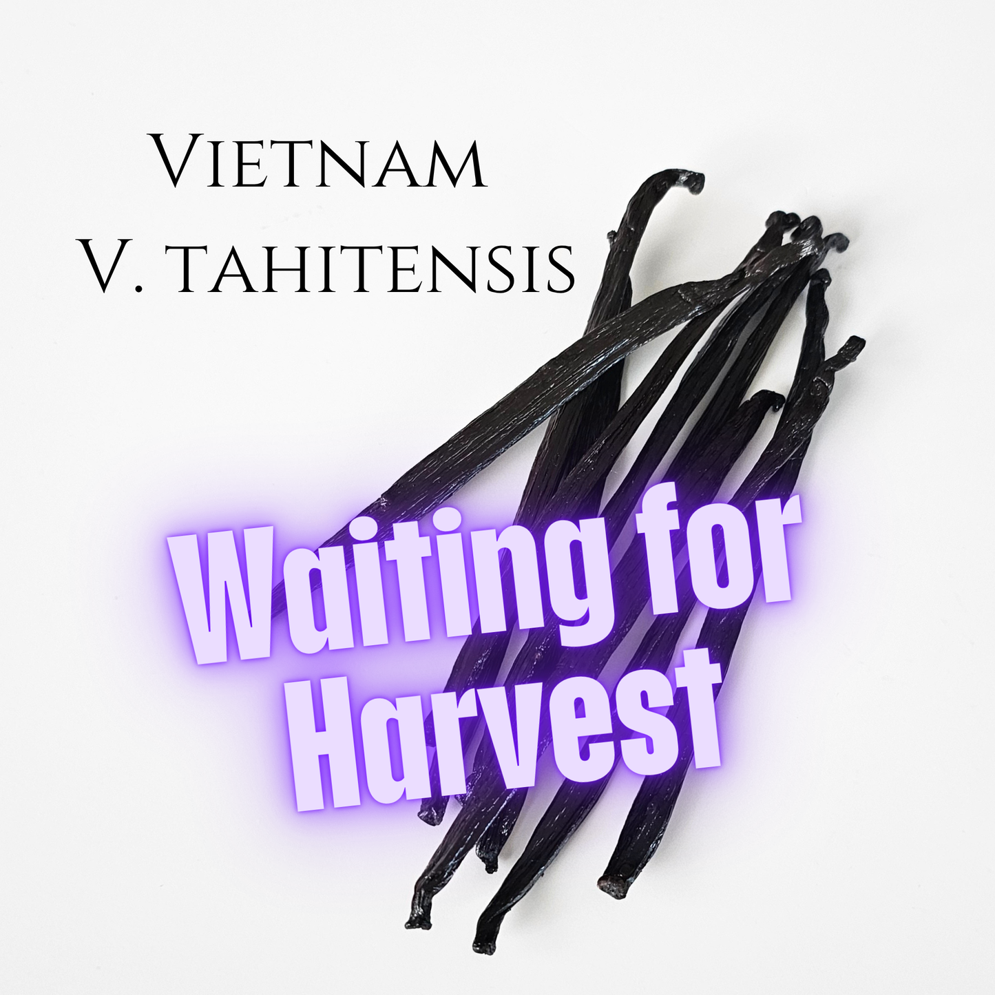 Vietnam V. tahitensis Vanilla Beans