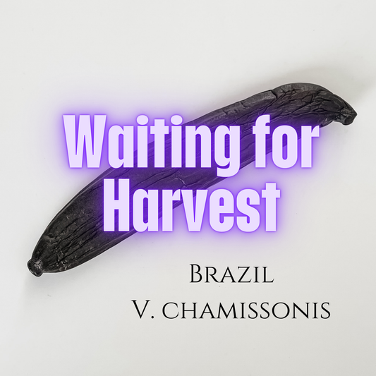 Brazil V. chamissonis Vanilla Beans