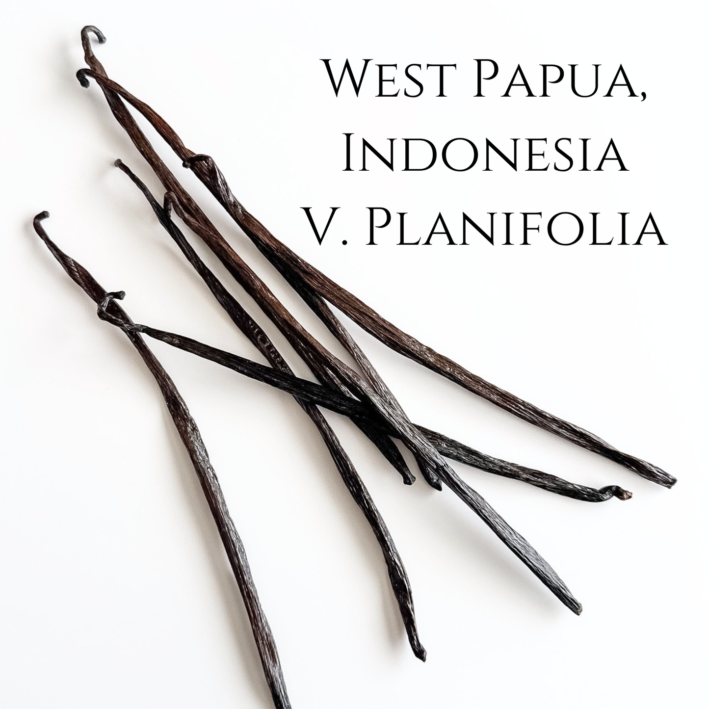 West Papua, Indonesia, V. planifolia Vanilla Beans
