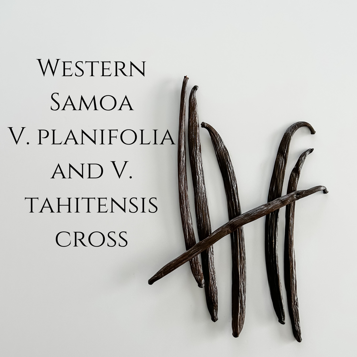 Western Samoa V. planifolia/V. tahitensis cross Vanilla Beans