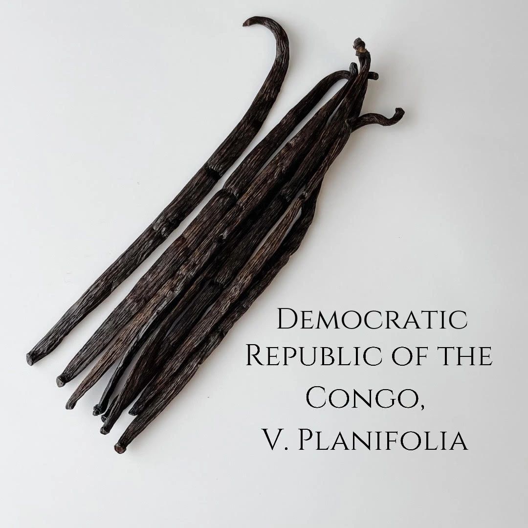 Democratic Republic of the Congo V. planifolia Vanilla Beans