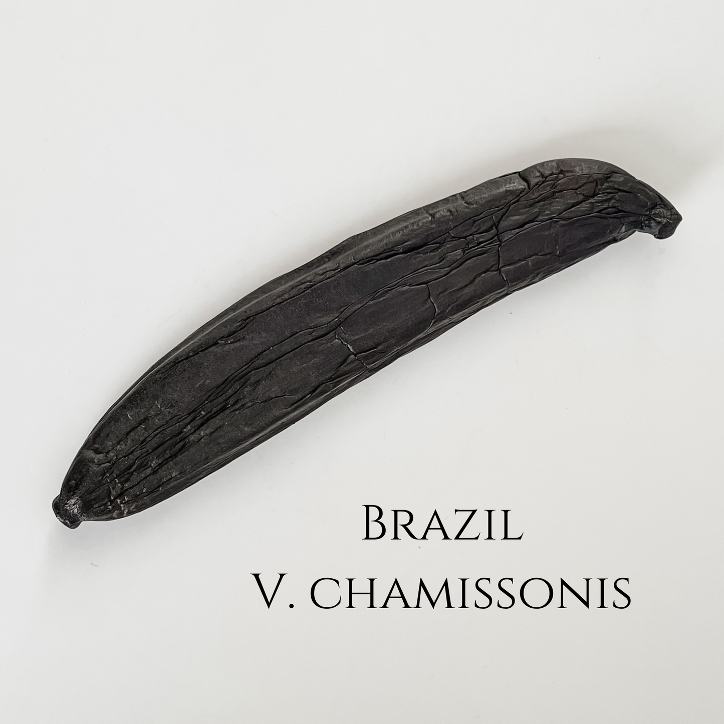 Brazil V. chamissonis Vanilla Beans