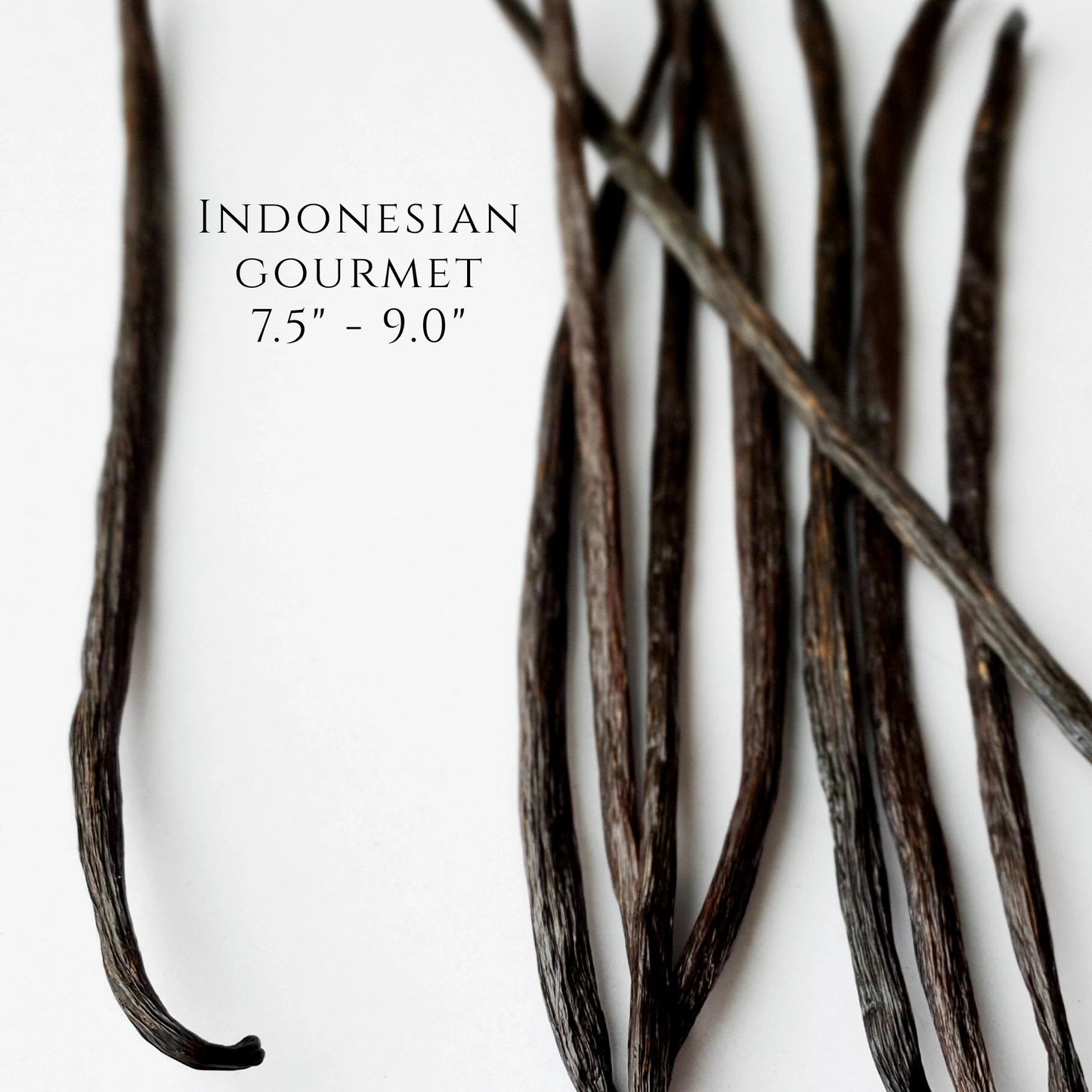 Indonesia V. planifolia Gourmet Vanilla Beans
