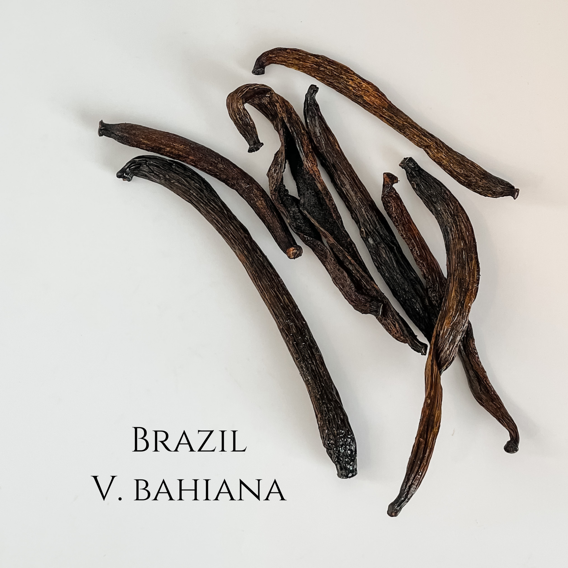 Brazil Bahiana vanilla beans, short and semi dry.