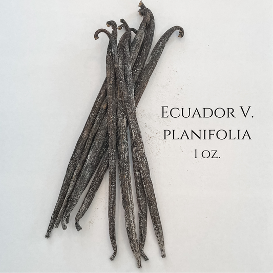 Vanilla beans from Ecuador coated with vanillin crystals that look like sugar