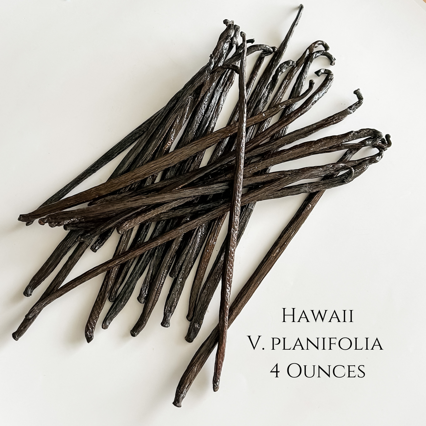 Hawaii V. planifolia Vanilla Beans