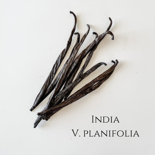 India V. planifolia Vanilla Beans