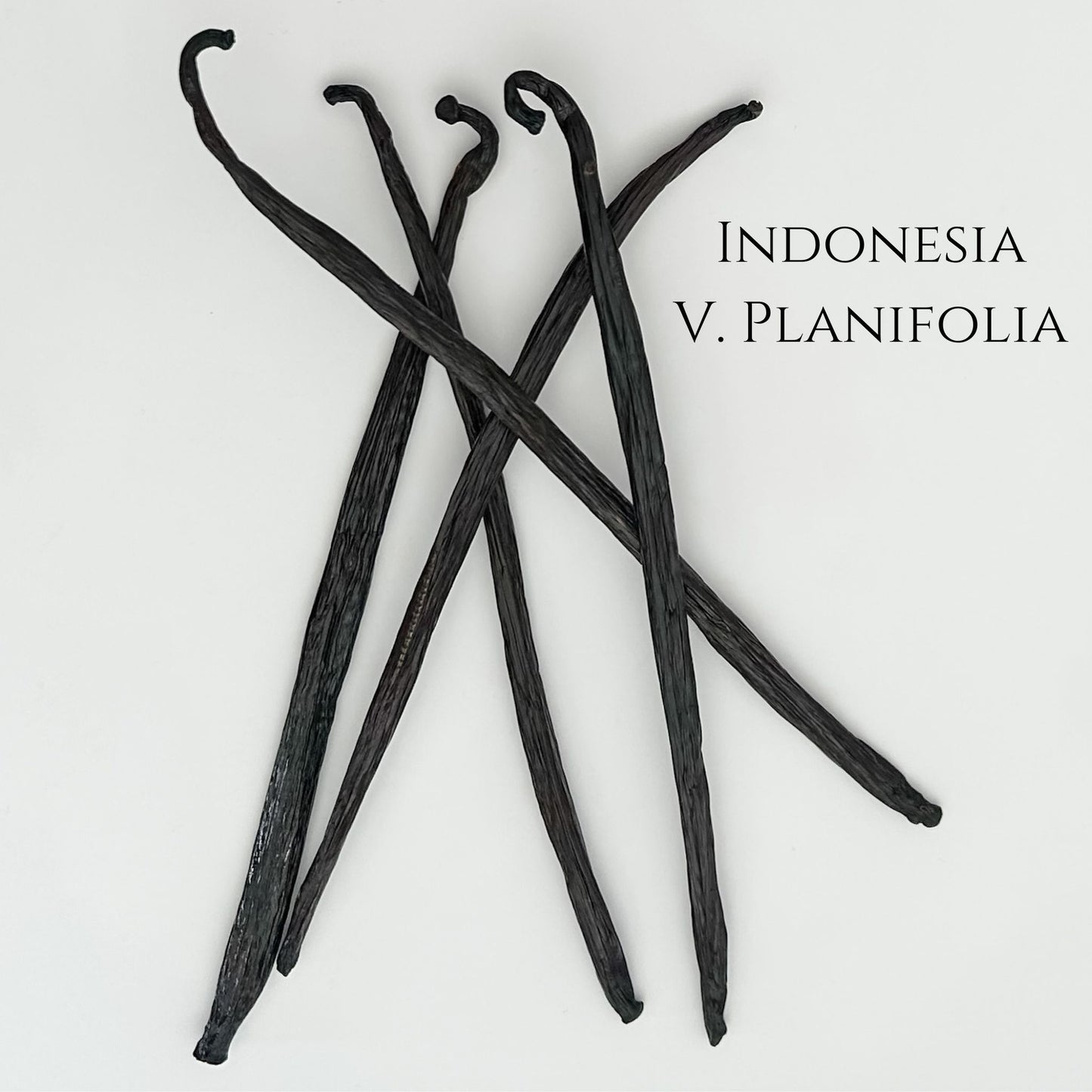 Indonesia V. planifolia Vanilla Beans