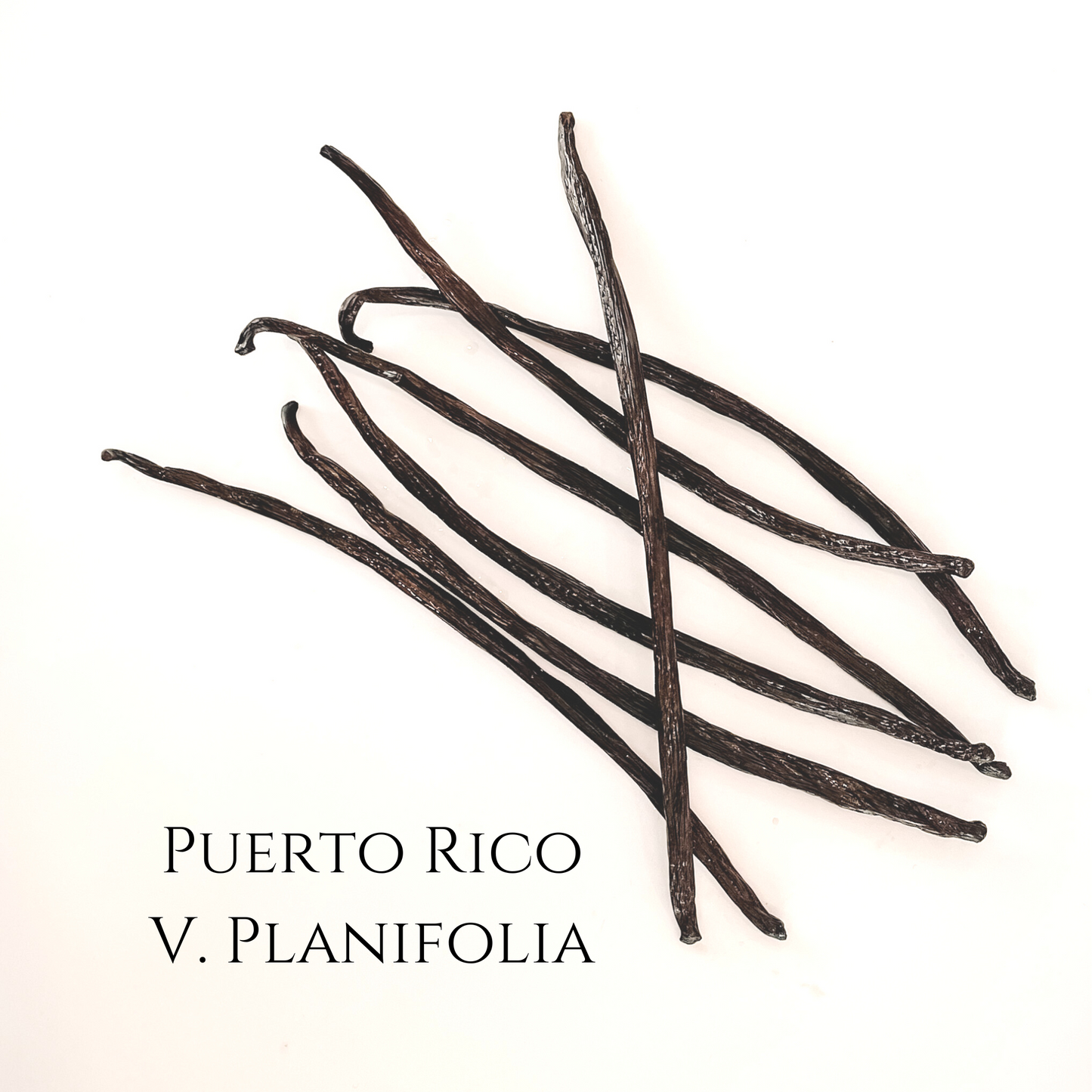 Puerto Rico V. Planifolia Vanilla Beans