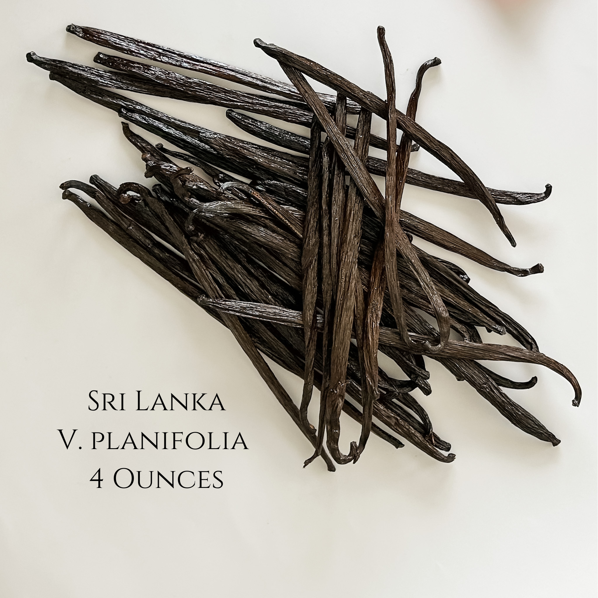 Sri Lanka V. Planifolia Vanilla Beans – IndriVanilla