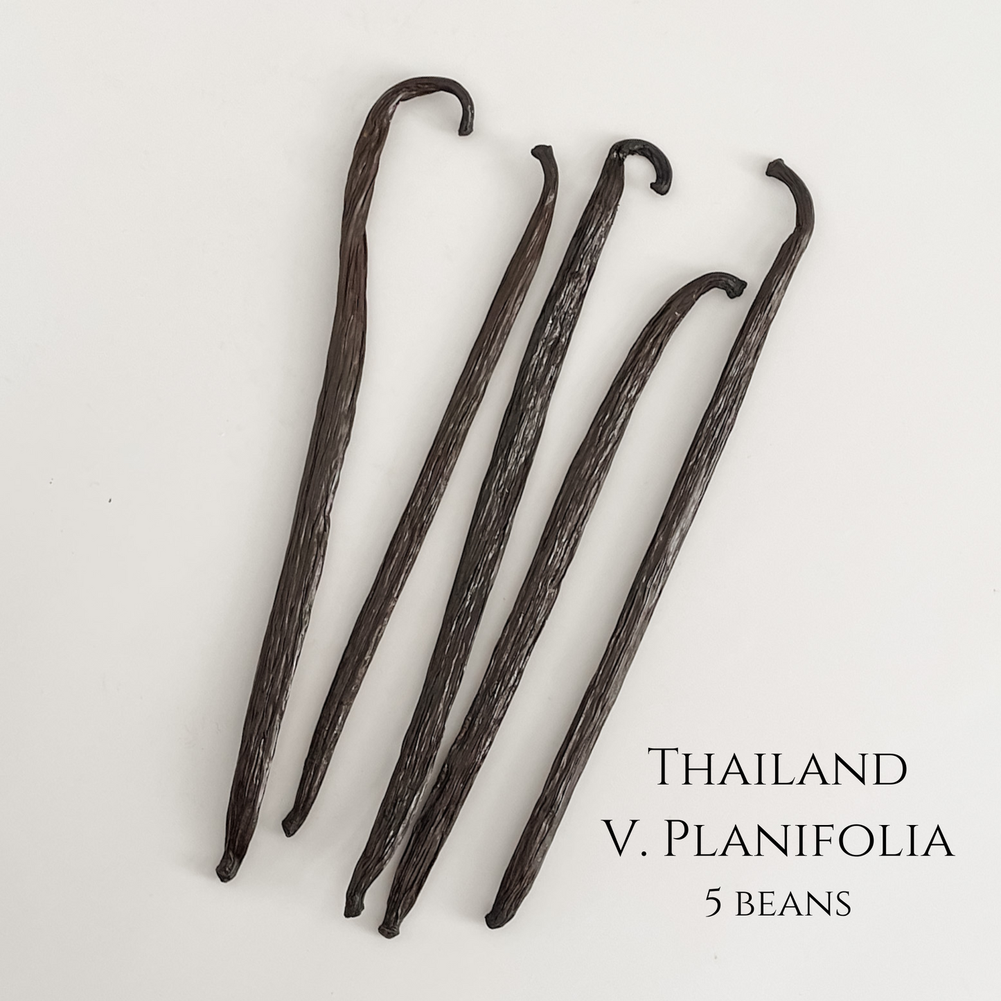 Thailand V. planifolia Vanilla Beans