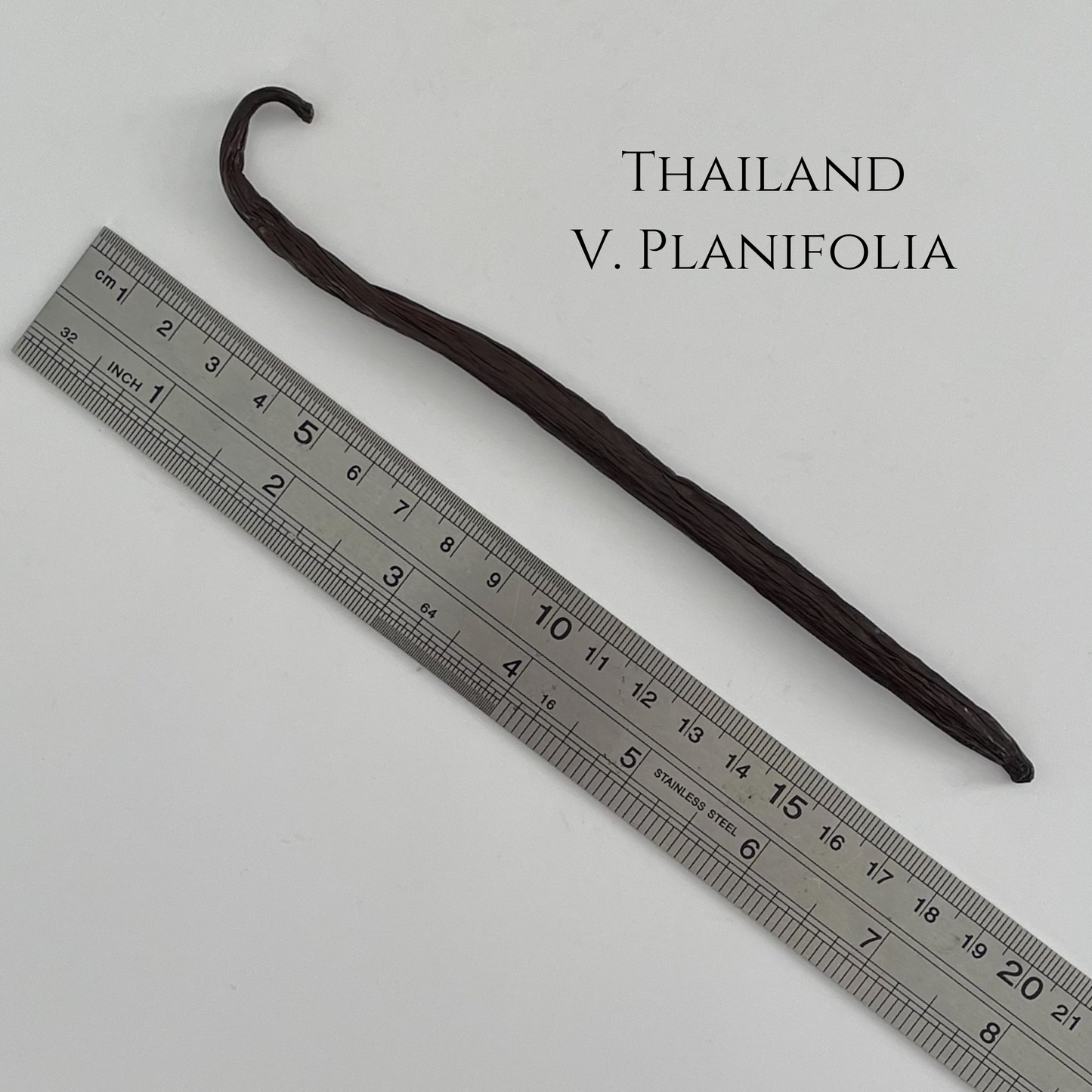 Thailand V. planifolia Vanilla Beans
