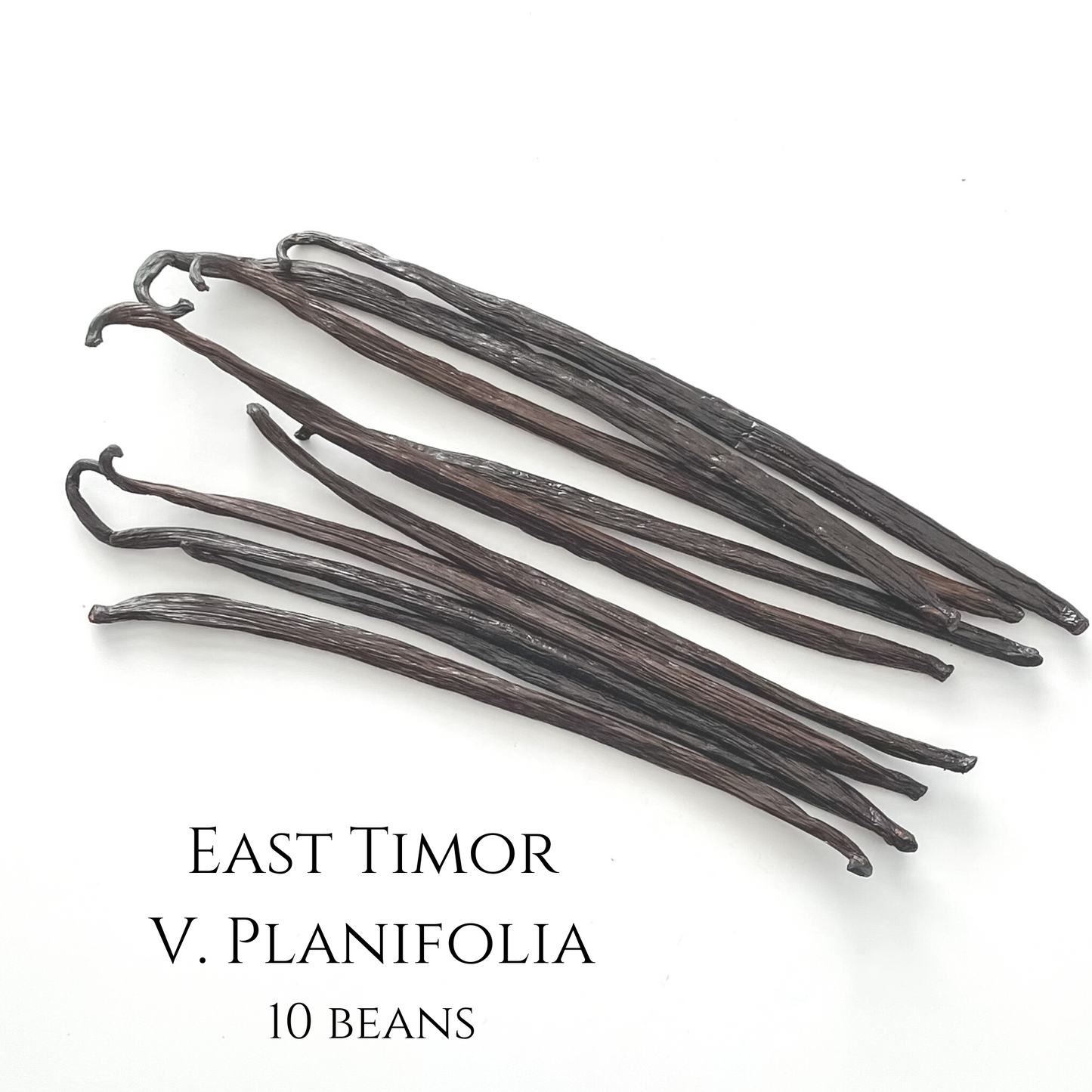 East Timor V. planifolia Vanilla Beans