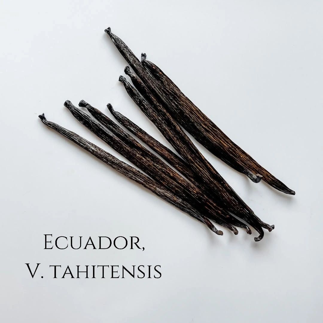 Ecuador V. tahitensis Vanilla Beans