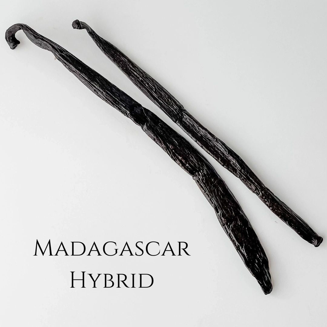 Two Madagascar Hybrid vanilla beans which make one ounce.