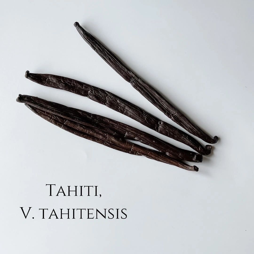 Tahiti V. tahitensis Vanilla Beans